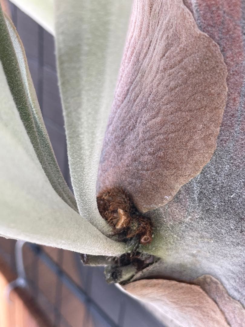 flowerやや傷や汚れあり