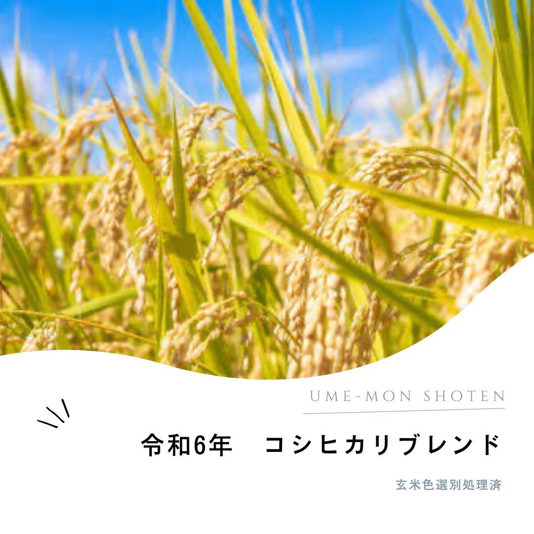 令和6年　コシヒカリブレンド　白米10キロ