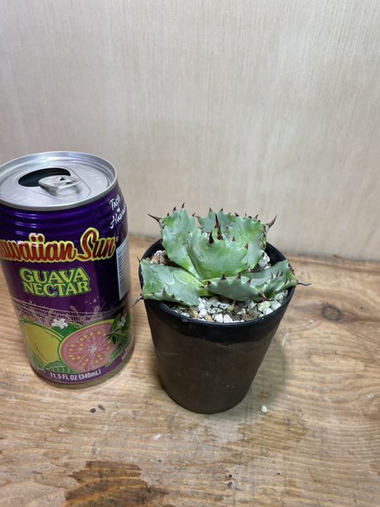 アガベイシスメンシス　王妃兜蟹　Agave isthmensis サボテン　塊根