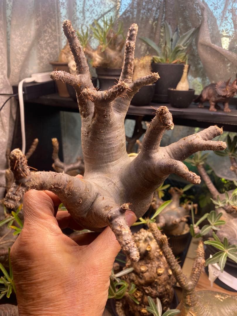 最新入荷グラキリス現地球 最新入荷グラキリス現地球