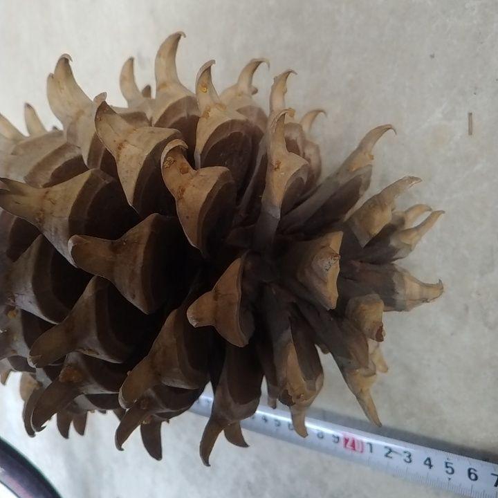 オオミマツ ダイオウショウ 松ぼっくり②