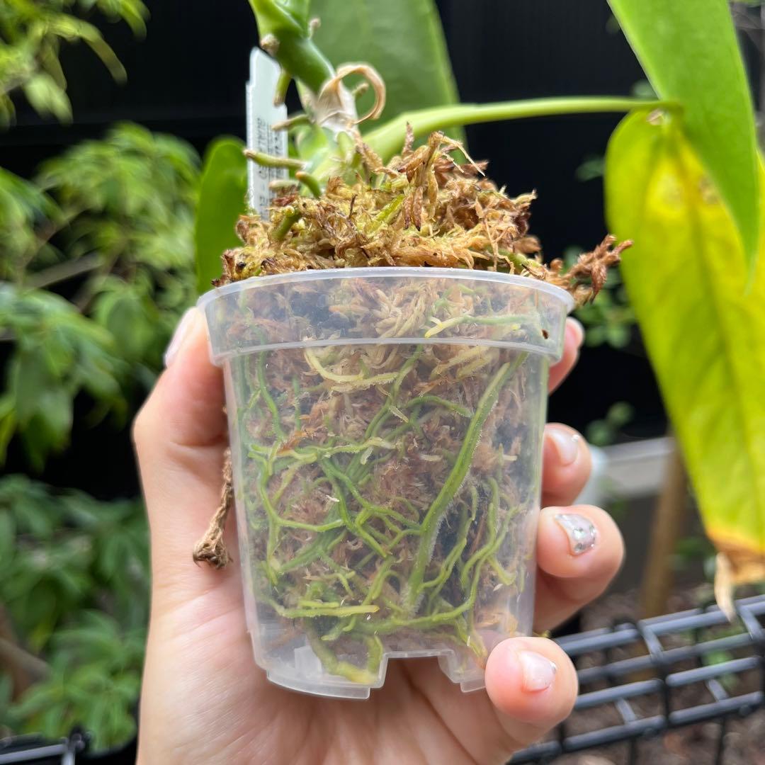 warocqueanum Esmeralda