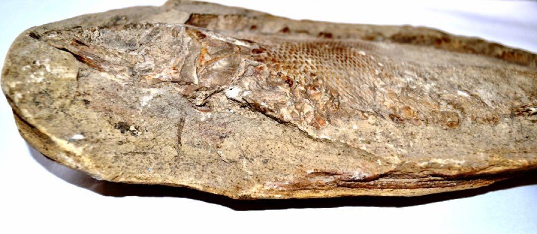 凡そ一億年前のブラジル・セアラ州産絶滅古代魚ラコレピスの化石