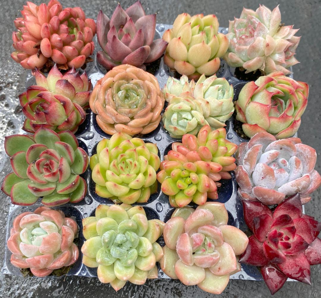 韓国苗入り 多肉16種セット 発根済み 寄せ植えに◎ ZM05 - メルカリ