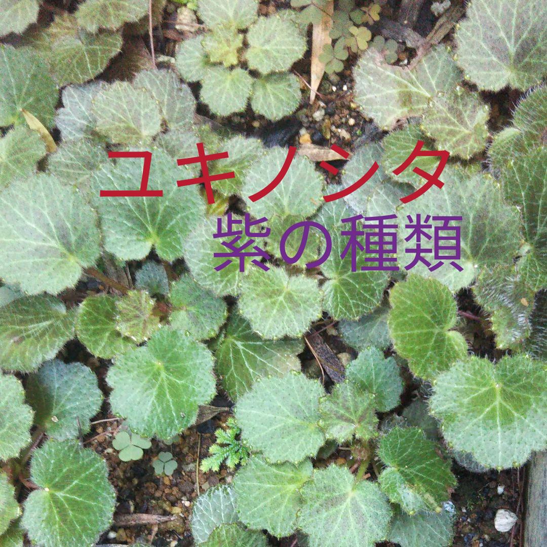 ユキノシタ 5株 メルカリ ユキノシタ 5株 メルカリ