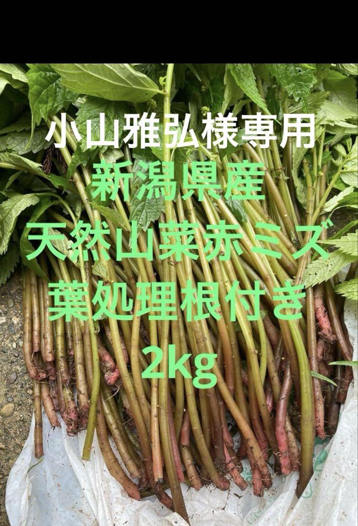 ちゃら　山菜　ミズ　新潟県産　採れたて新鮮発送 ちゃら様専用 山菜 ミズ 新潟県産 採れたて新鮮発送