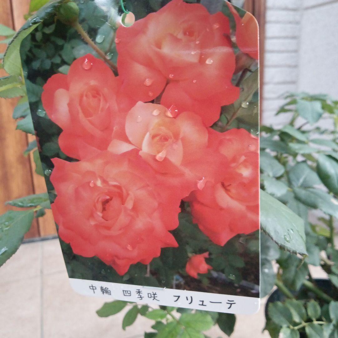 バラ超特大苗 フリューテ
