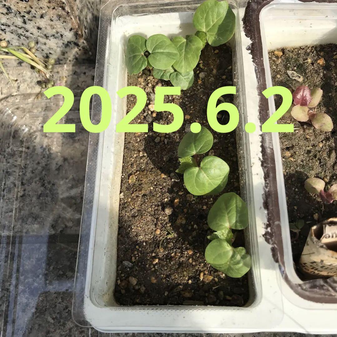 早川様1000本6月特別発送分茨城県産紅はるかさつまいも苗ウイルスフリー れん様12本7月上旬発送分茨城県産紅はるかさつまいも苗ウイルス