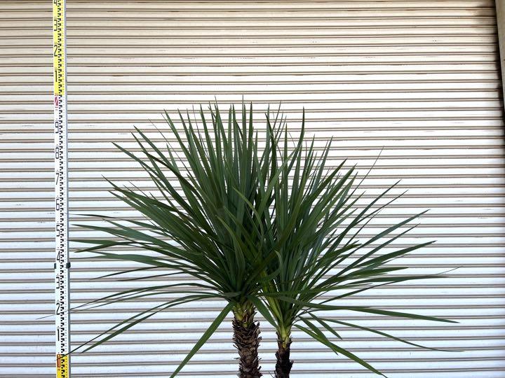 送料込み ニオイシュロラン 株立ち サイズ大 ドラセナ シンボル