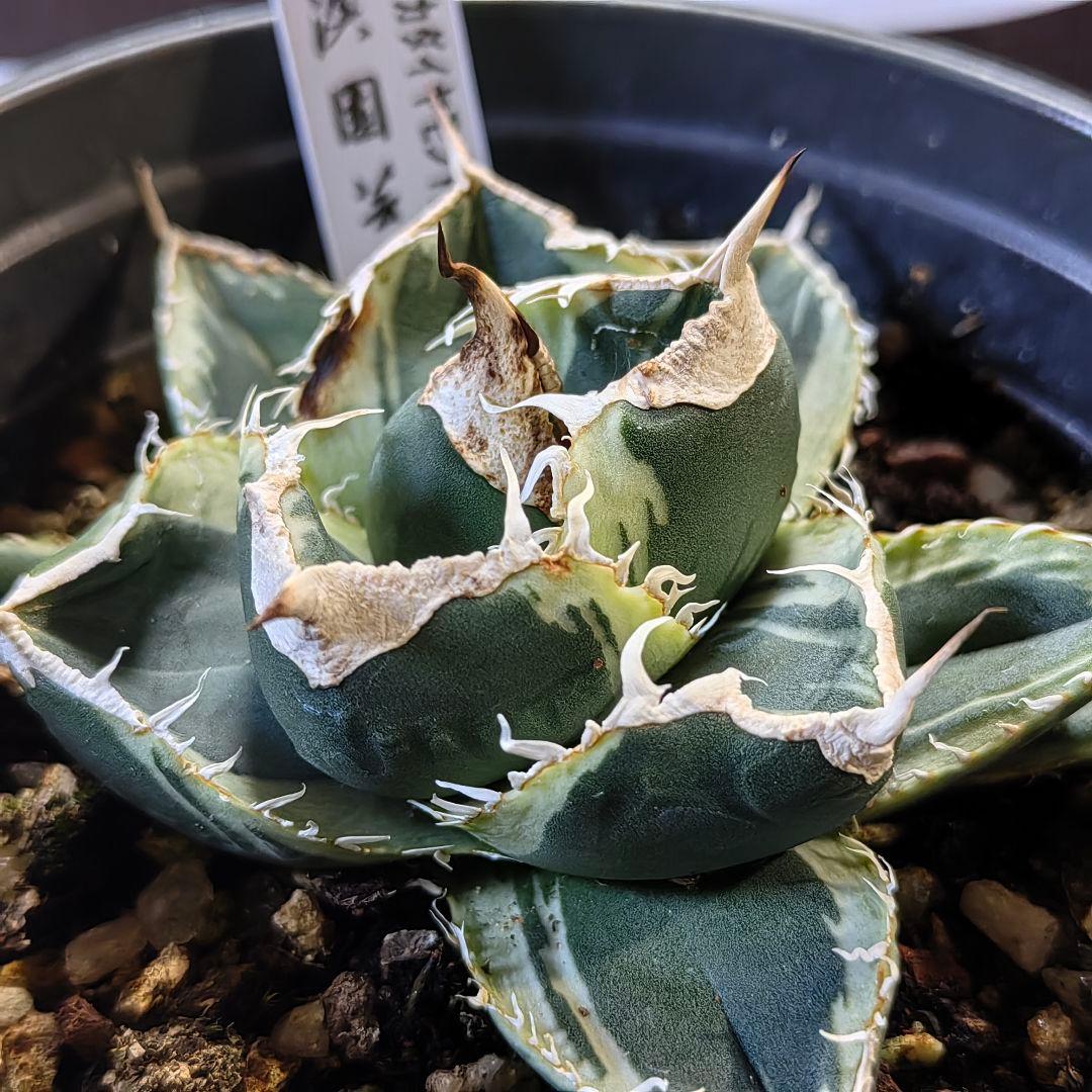 【上澳園芸】アガベ チタノタSAD 南アフリカダイヤモンド錦 覆輪斑