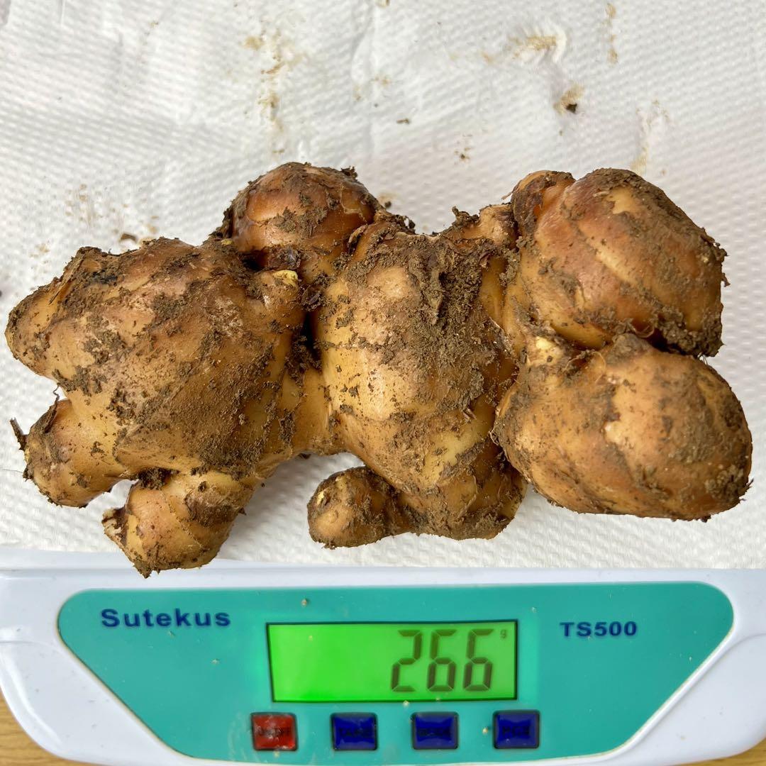 種生姜 熊本生姜 10kg 種生姜 熊本生姜 10kg