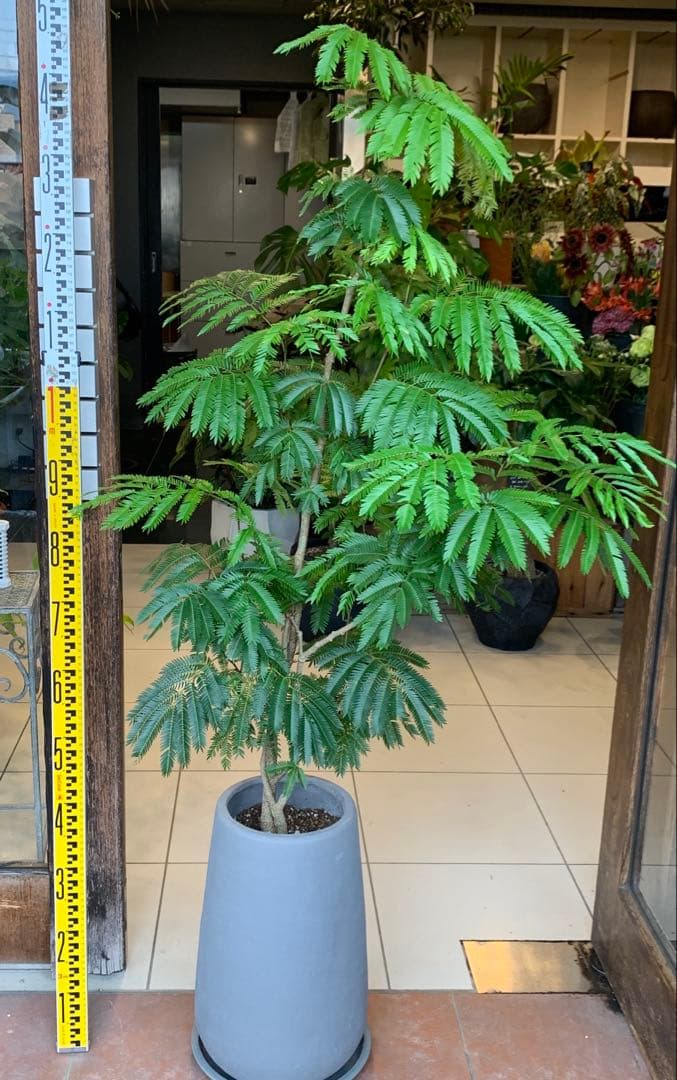 エバーフレッシュ ファイバー鉢 お皿付き