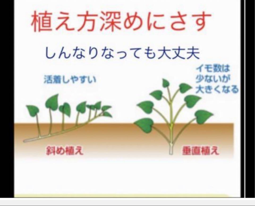 ふくむらさき芋苗800本セール