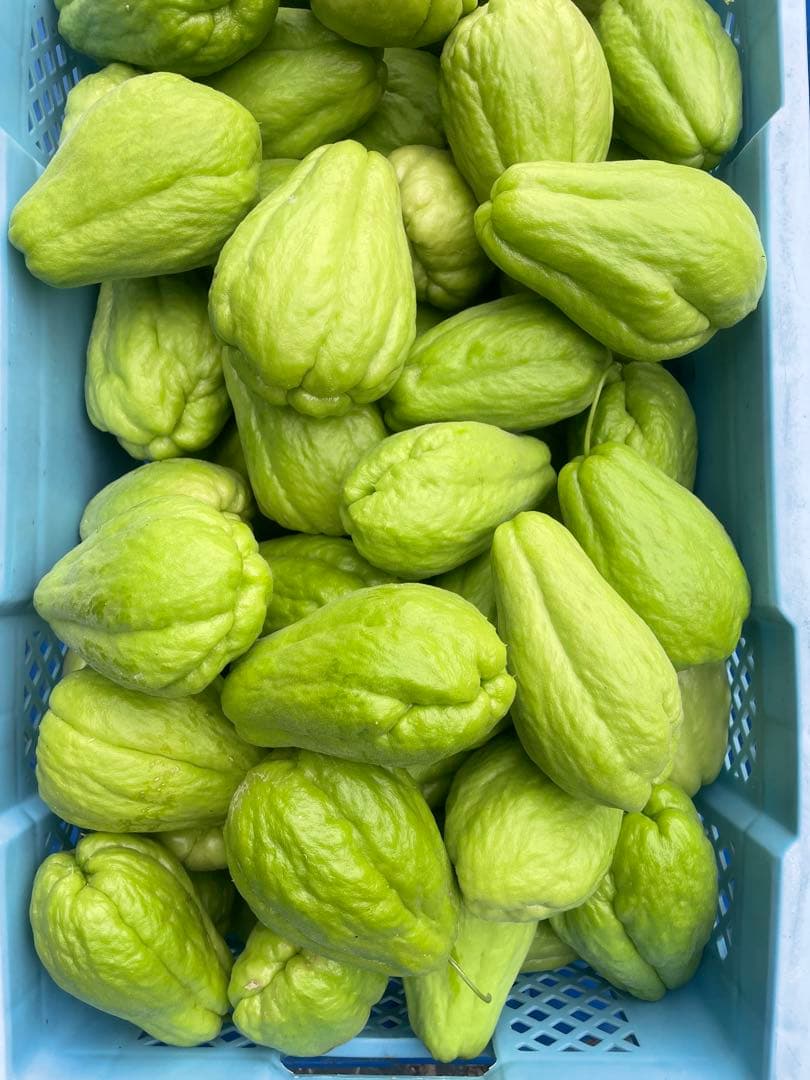 ハヤトウリ　約13kg はやとうり　無農薬　隼人瓜