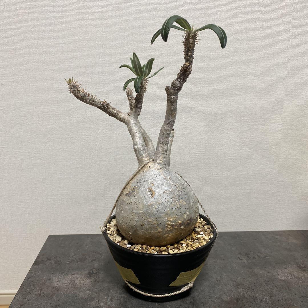 グラキリス 現地球 塊根植物 鉢ごと発送