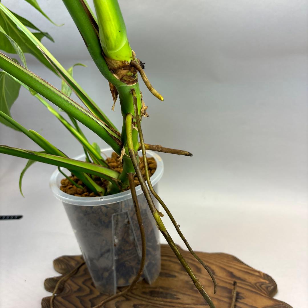 モンステラ バールマルクスフレーム lsw321やや傷や汚れあり YUZUMIYA_COM