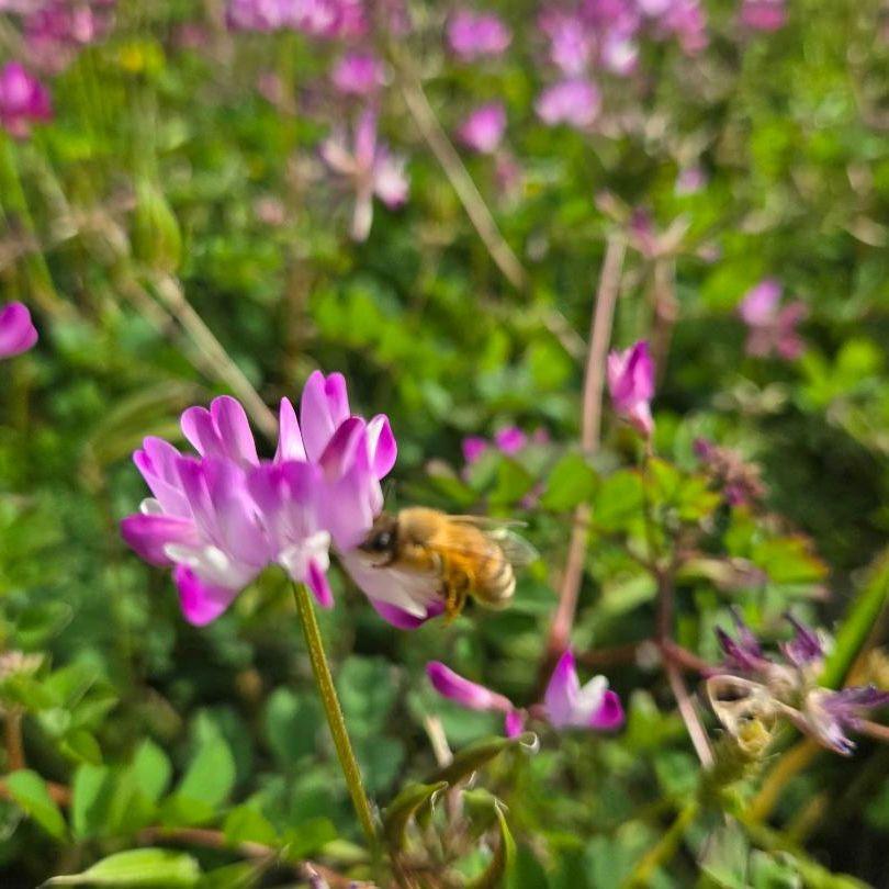 ☪️れんげ蜜１０本　 生はちみつ　自家製蜂蜜 ❇️れんげ蜜2本 生はちみつ 自家製蜂蜜 - メルカリ