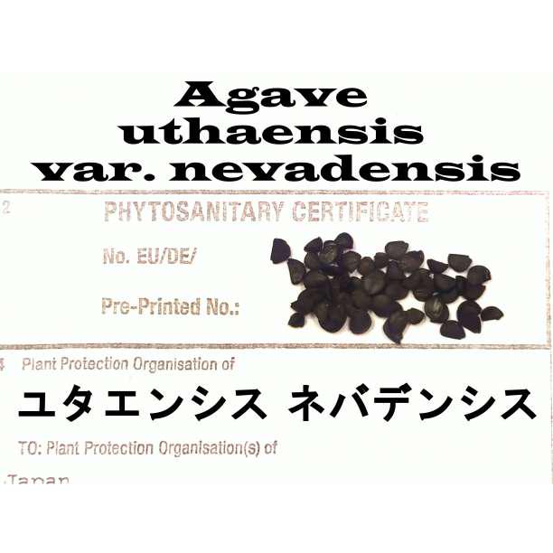2月入荷 500粒+ ユッカ　ロストラータ 種 種子 植物検疫証明書1204 2月入荷 500粒+ ユッカ ロストラータ 種 種子 植物検疫証明書