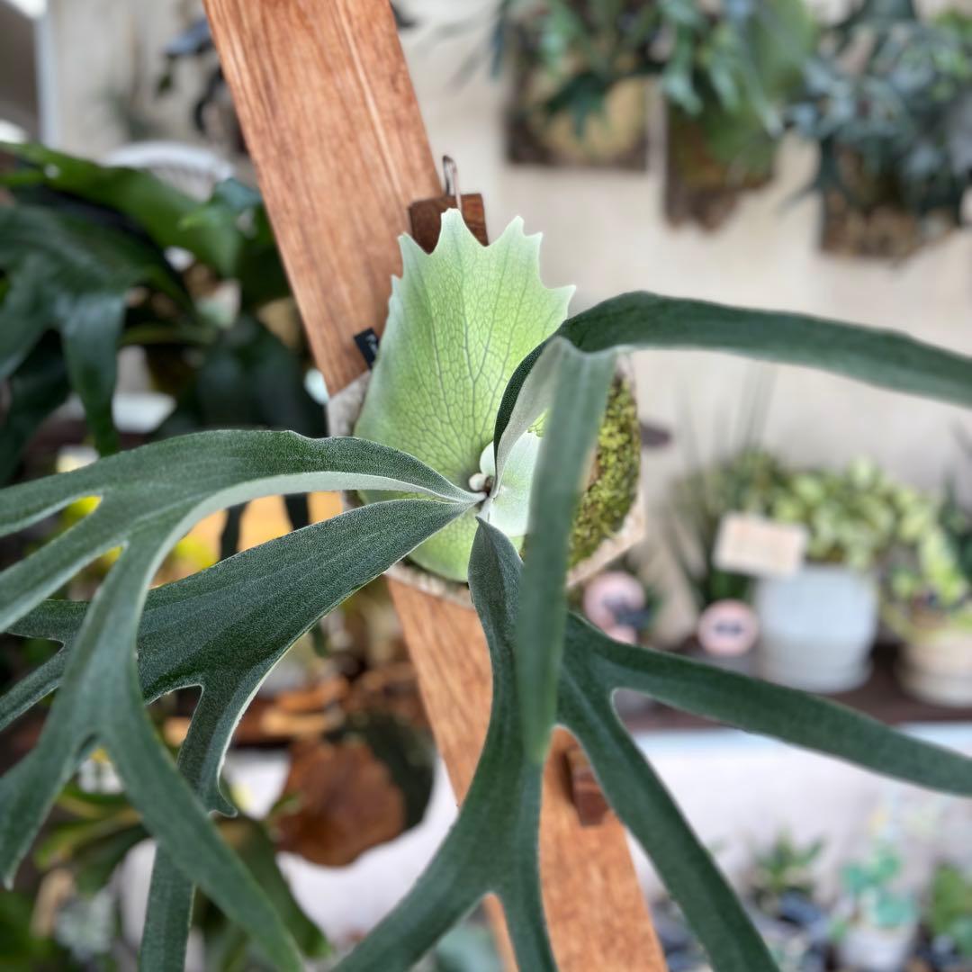 ビカクシダオリジナルスポア株やや傷や汚れあり