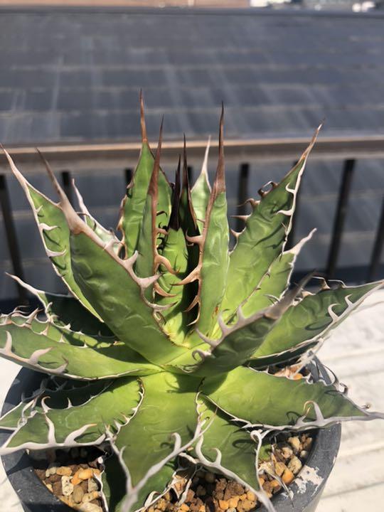 アガベ・ホリダ 黒棘 強棘 選抜株 - 植物/観葉植物