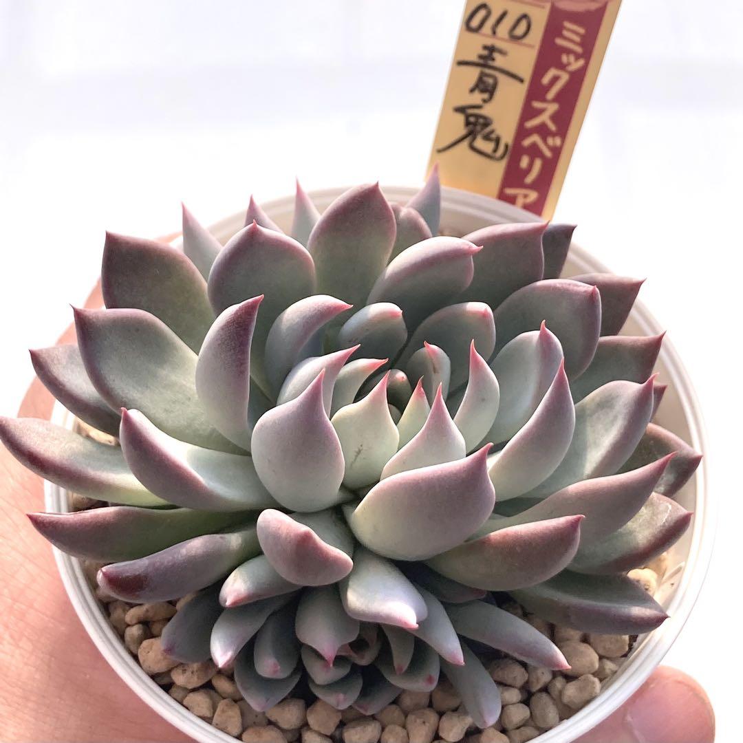 エケベリアセット　札付き　メルカリ便　多肉植物　おらいさん苗　ビーハウス苗 おらいさん苗12個セット ミックスベリア エケベリア 多肉植物