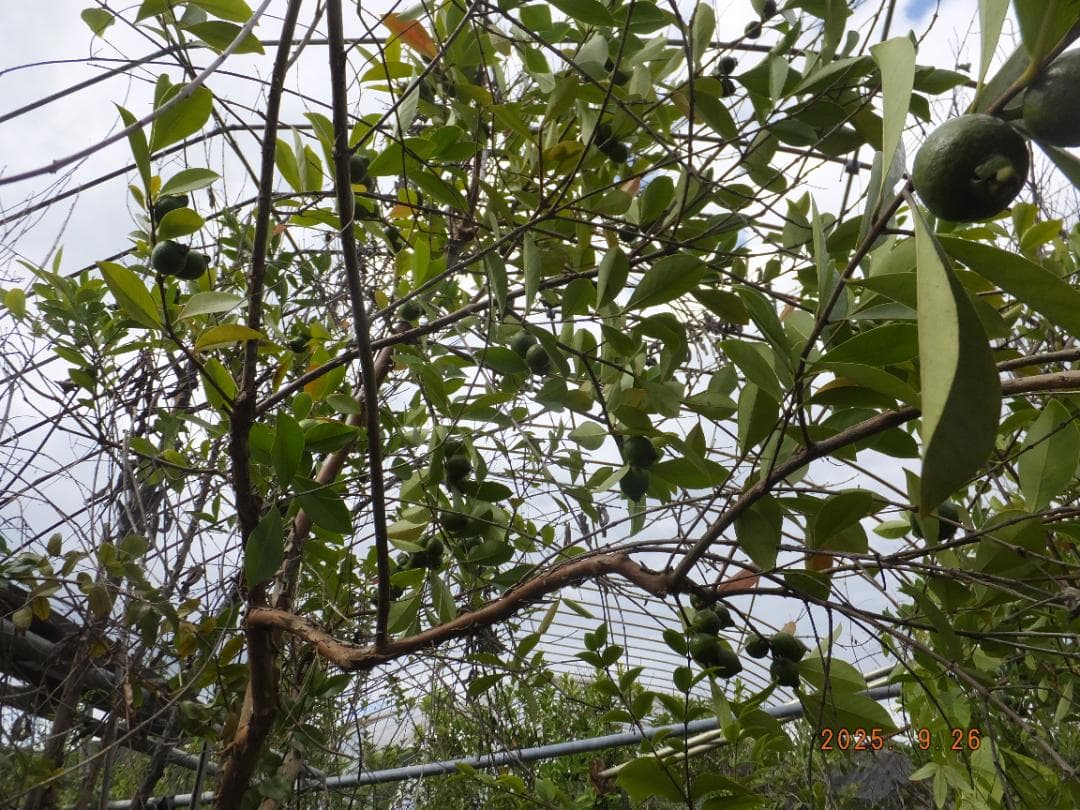 イエローストロベリーグァバ　結実中　処分株