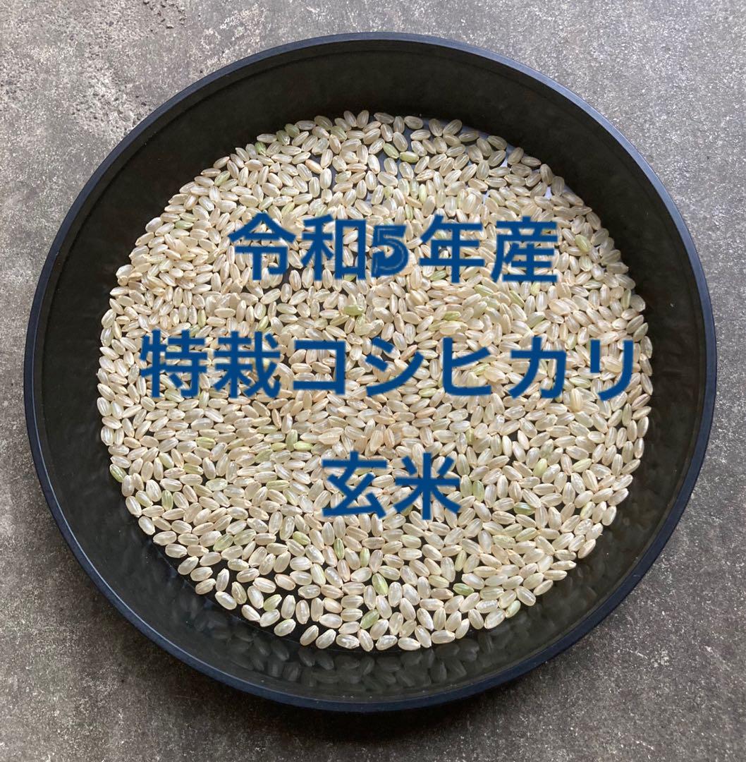 新米入荷！令和5年産「丹後産コシヒカリ」玄米30㎏ 送料・標準