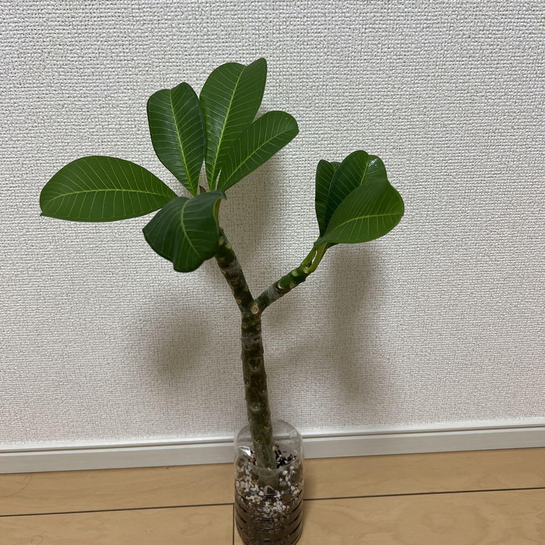 プルメリア 苗木　カリフォルニアサンセット
