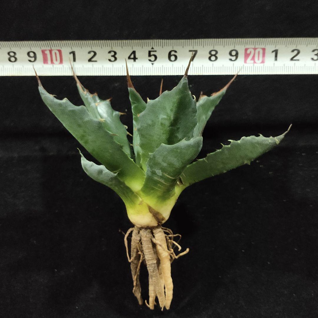 【70％OFF】 1423 アガベ メルカリ - 極上美株 排棘 強棘 montana Agave モンタナ アガベ