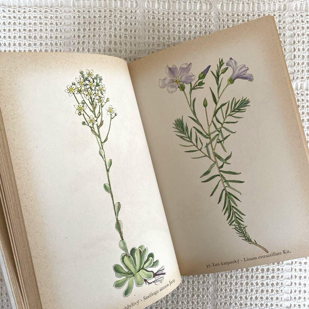 【美品】1937年 チェコの美しい高山植物 植物図鑑 ボタニカルアート