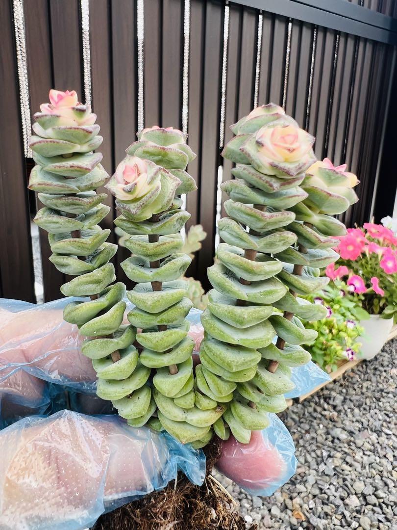 す*️様 C667×24株 数珠星 銭串錦 土鉢付き 多肉植物 エケベリア サボ miwa_garden.miwa | * このひとの𝑁𝑎𝑚𝑒は #数珠星錦 or #銭串