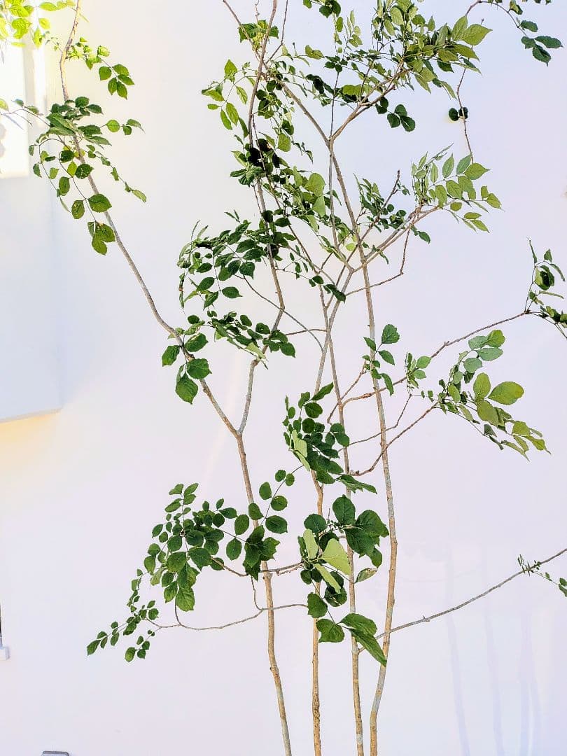 存在感。。特大山採りアオダモ株。