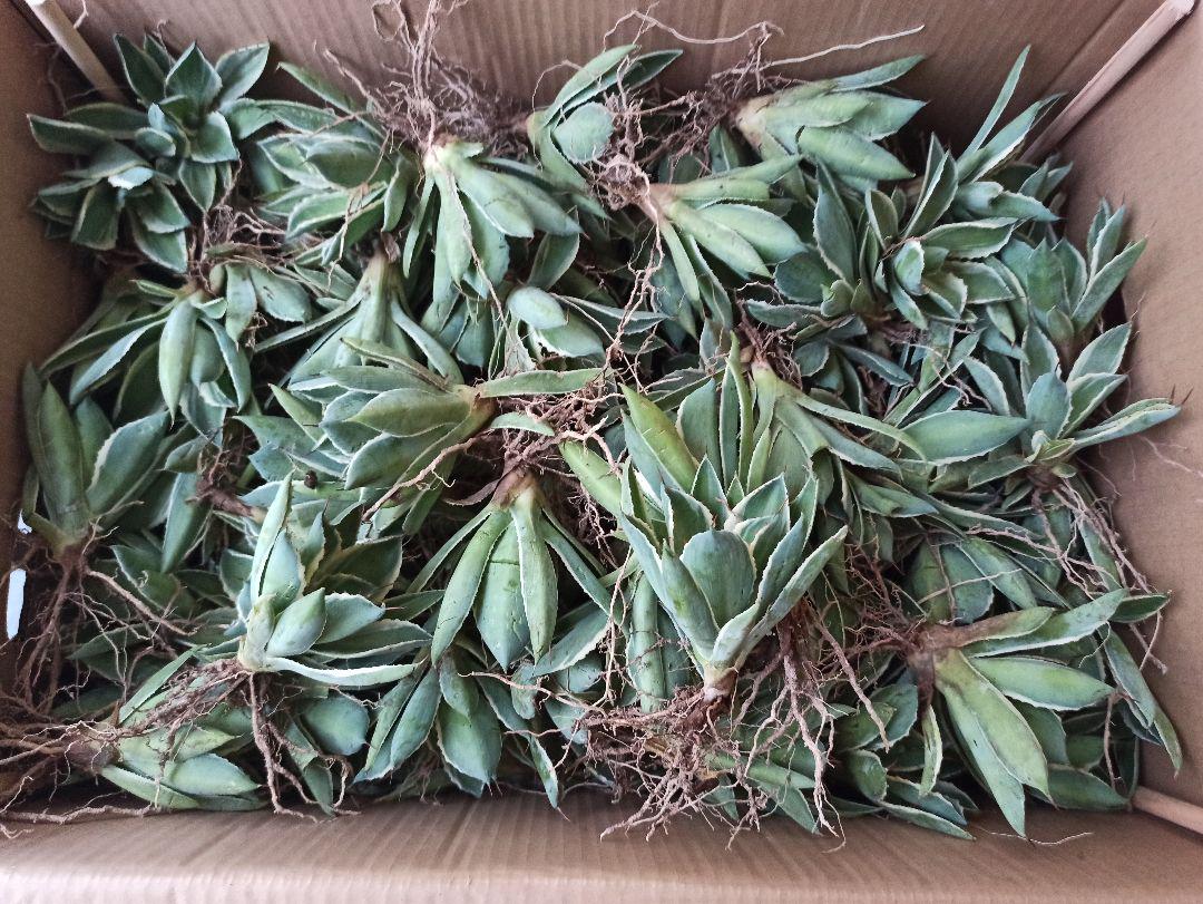 20多肉植物 アガベ  吉祥冠錦 20苗 大苗