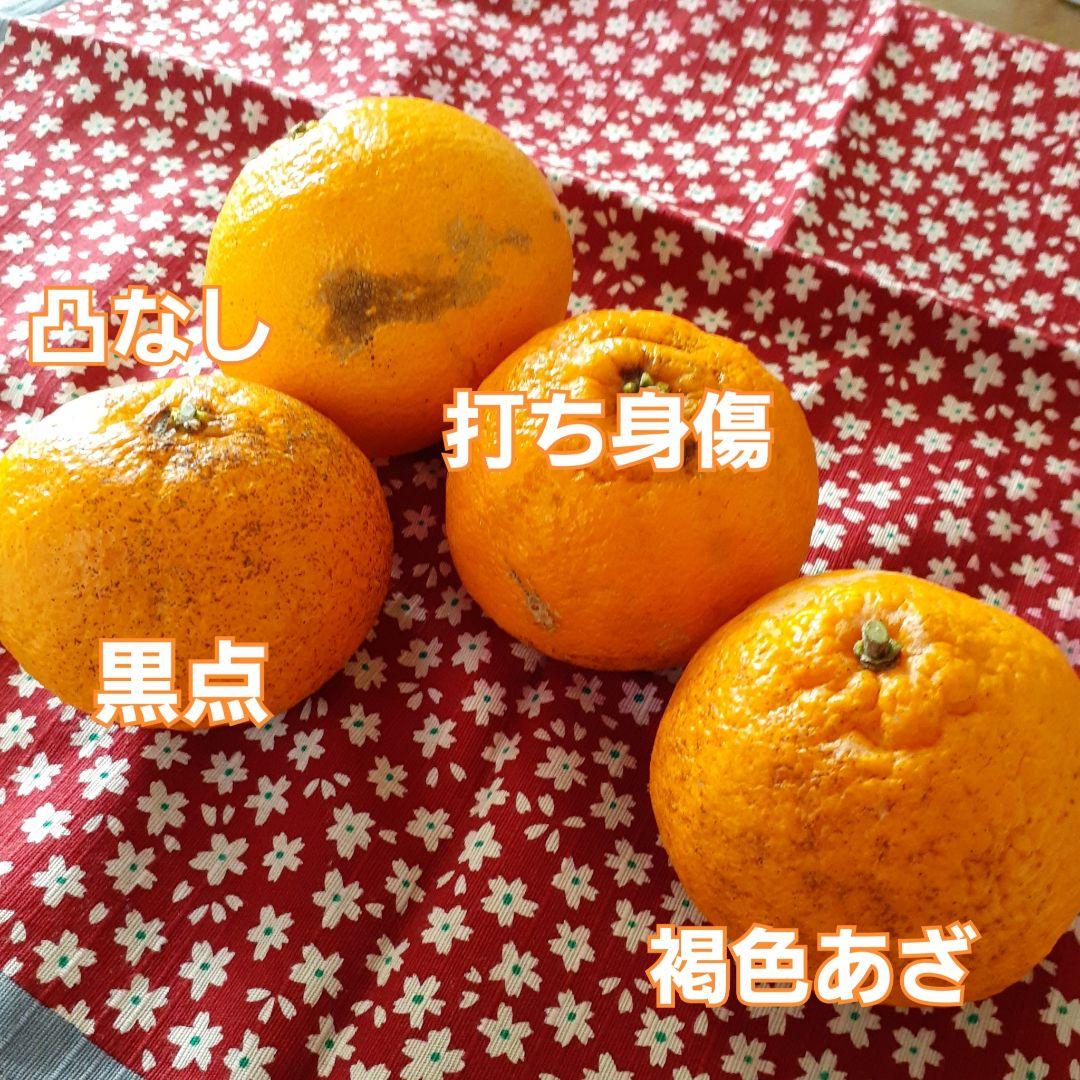 86.愛知県産　デコポン（不知火）約20kg家庭用