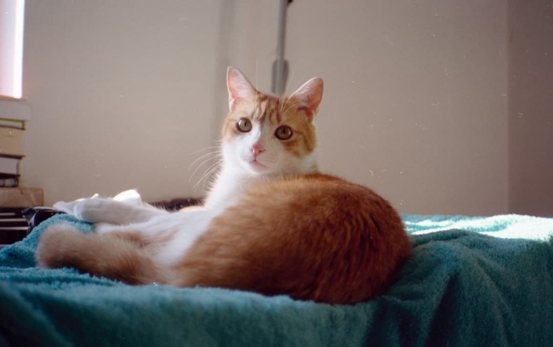 Minolta】 AF-Teleフィルムカメラ 希少な2単焦点モード おしゃれ scdp.cm