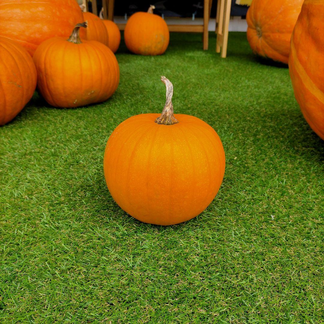 【予約販売】Sサイズ・ハロウィンカボチャ