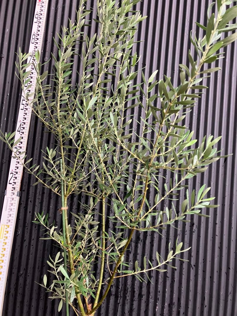 オリーブの木 シプレッシーノ 1目立った傷や汚れなし YUZUMIYA_COM