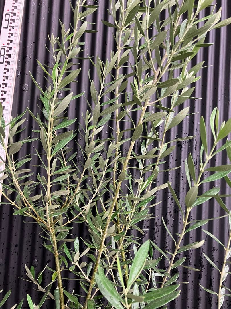 シプレッシーノ 1目立った傷や汚れなし