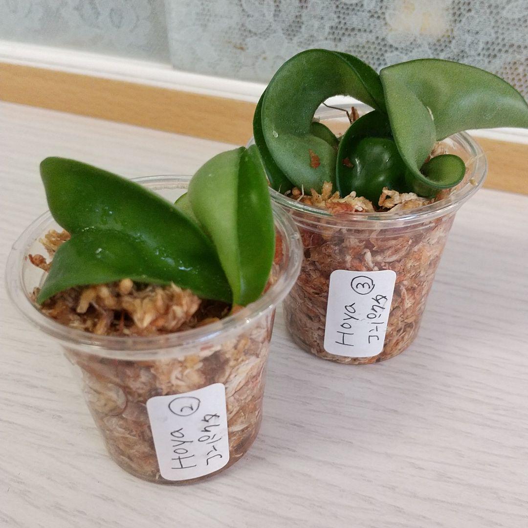 セット ホヤ コンパクタ 挿し木セット完了苗 多肉植物 Ciltbd Org