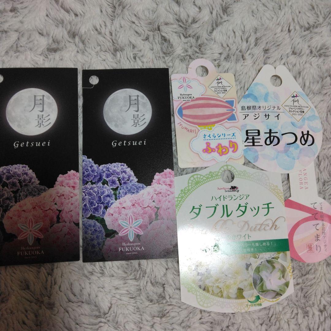 紫陽花来年用　正規品月影　星あつめ　茜雲他 紫陽花 月影 星あつめ ふわり他正規品苗セット - メルカリ