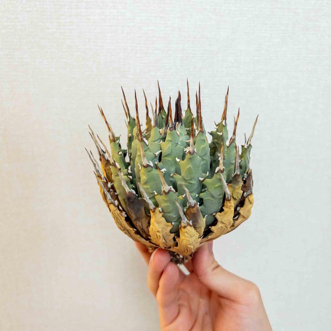 22 ユタエンシス エボリスピナ 現地株 ベアルート 陽炎 アガベ