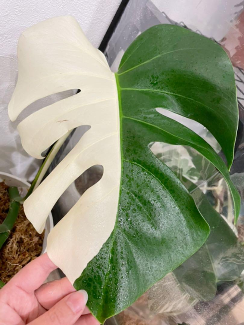 最適な材料レア✨斑入り モンステラ 完璧なハーフムーン株✨発根済み 植物/観葉植物 インテリア・住まい・小物¥34,968-trinxbike.com.br 最適な材料レア✨斑入り モンステラ 完璧なハーフムーン株✨発根済み 植物/観葉植物 インテリア・住まい・小物¥34,968-trinxbike.com.br