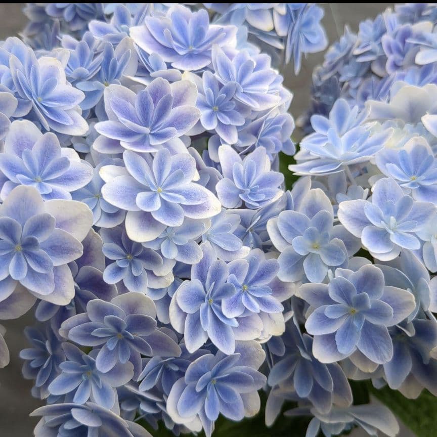 紫陽花苗木/正規品∶花カット5号鉢/来季用