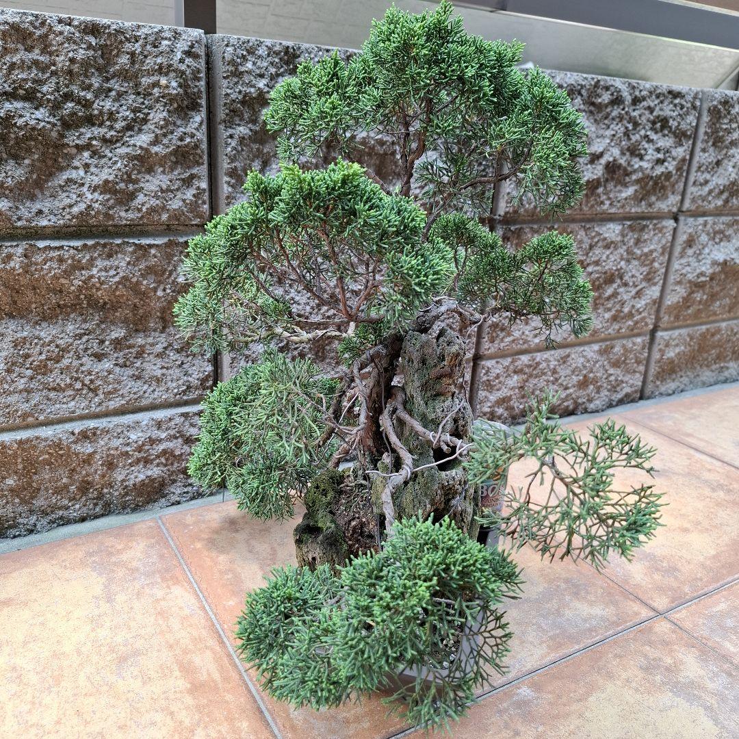 真柏盆栽石付