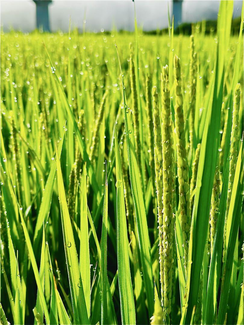 GW特別価格 米農家直送令和6年度 ヒノヒカリ 白米10キロ 低農栽培 宮崎県産