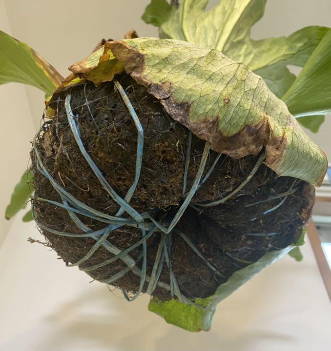 大型 ビカクシダ スパーバム コウモリラン 観葉植物