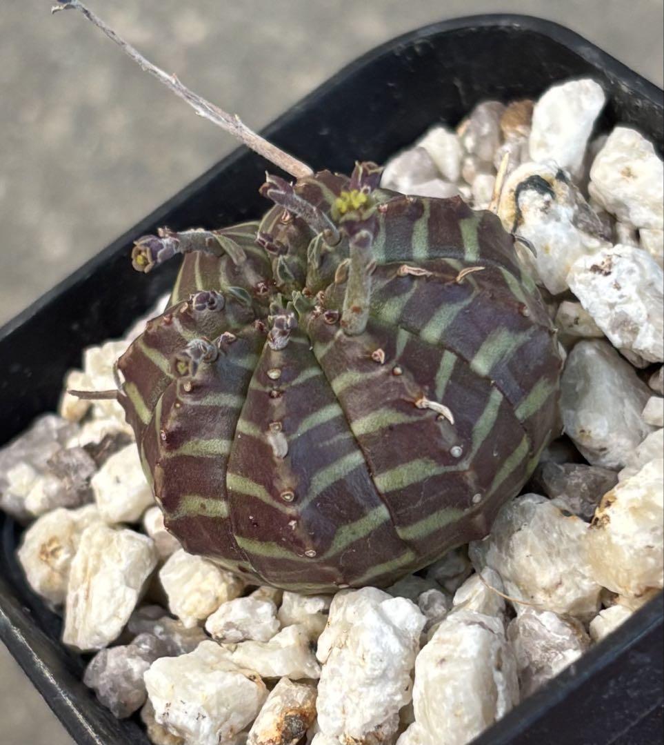 ユーフォルビア：バリダ（実生特選株） 3号鉢植え の通販 | 園芸