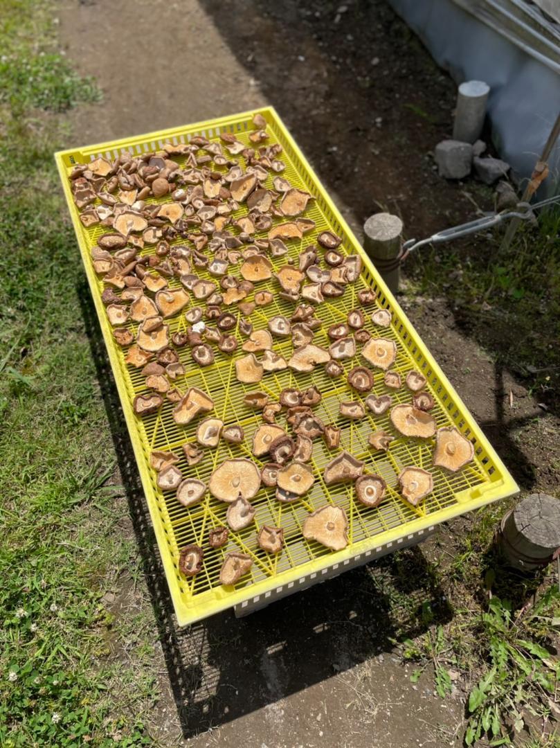 BUA99　180g×5　乾燥椎茸 ホール 鹿児島県産 干し椎茸