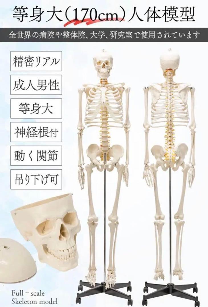 ⭐️新品⭐️等身大 人体模型 170cm神経根有り全身骨格模型 骨格標本