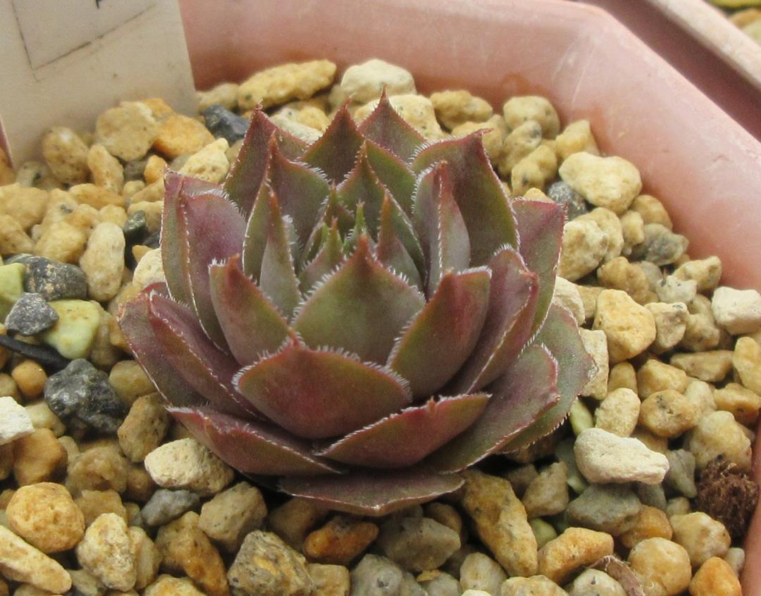 Ｏｒｅｇｏｎ　Ｓｋｙ 　Sempervivum　センペルビブム